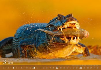 Tipy na výjimečné tituly v nástěnných kalendářích 2023