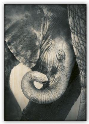 dřevěný černobílý obraz slon Elephant